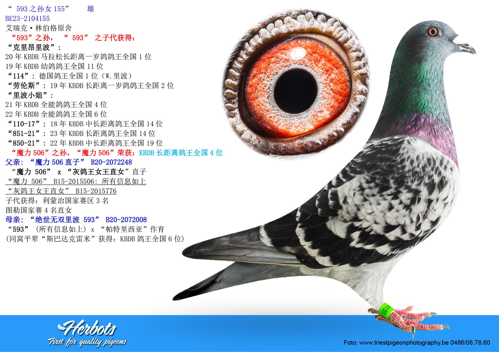 pigeon: “ 593之孙女155”