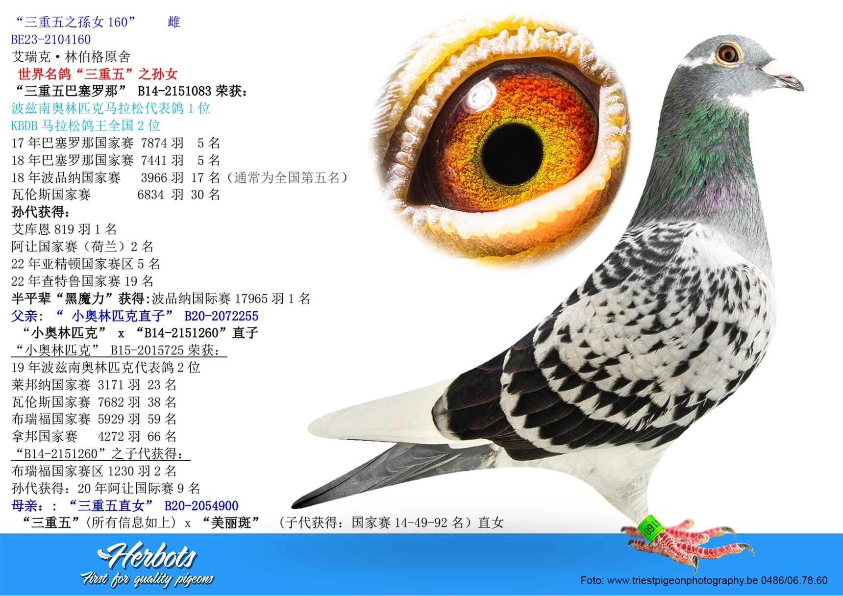 pigeon: “三重五之孫女160”