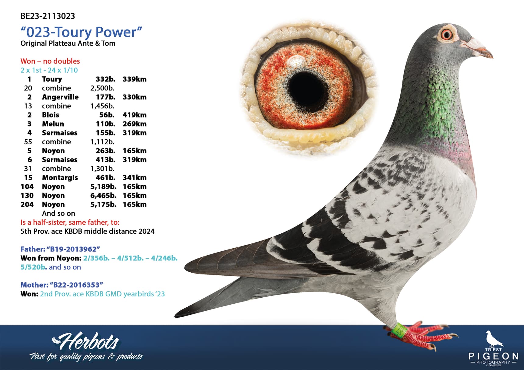 pigeon: undefined
