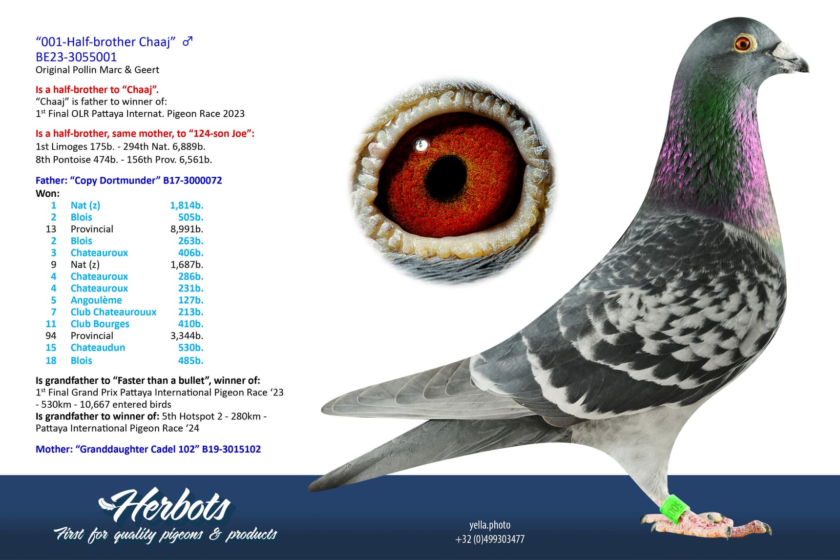 pigeon: undefined