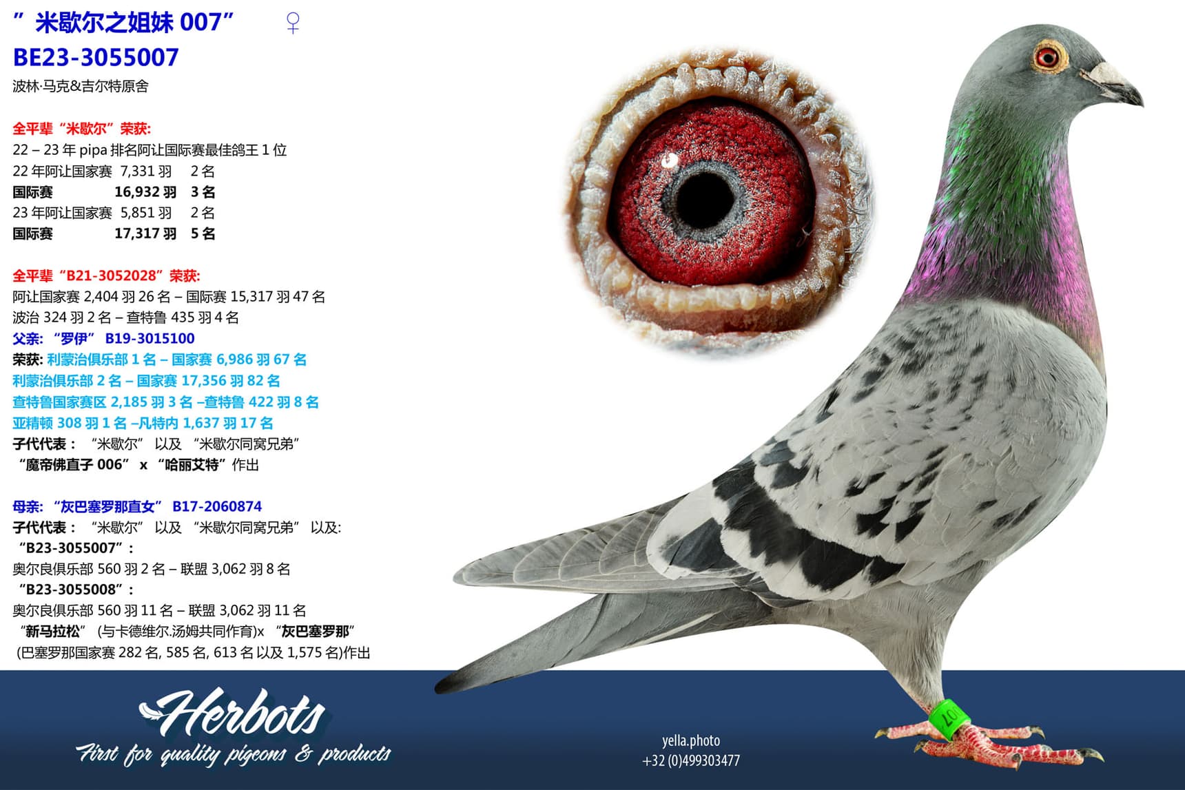pigeon: undefined