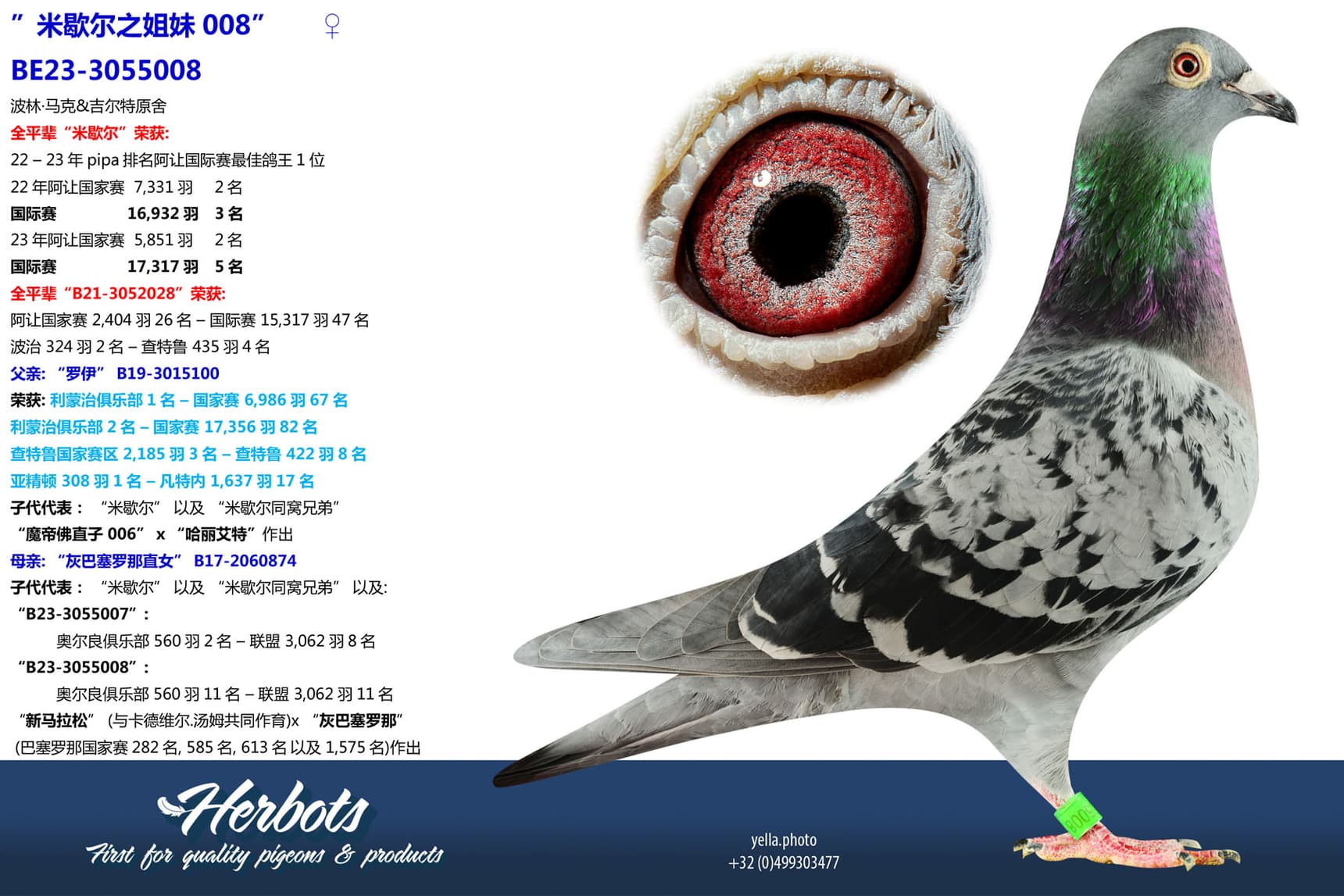 pigeon: undefined