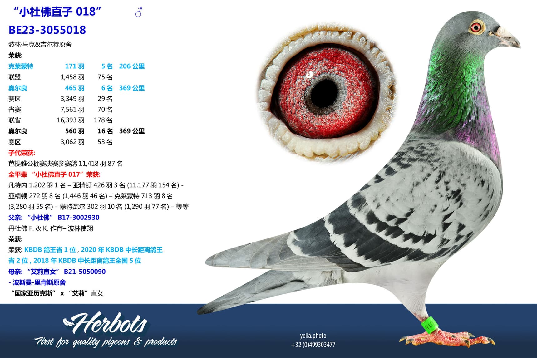 pigeon: undefined