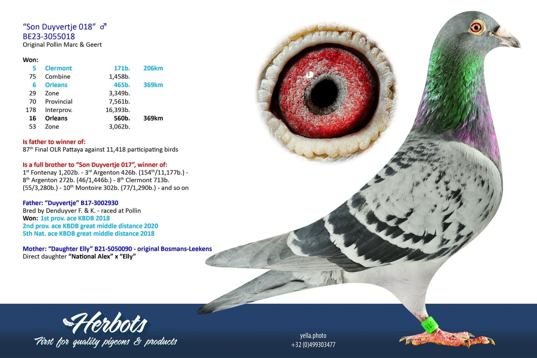 pigeon: undefined
