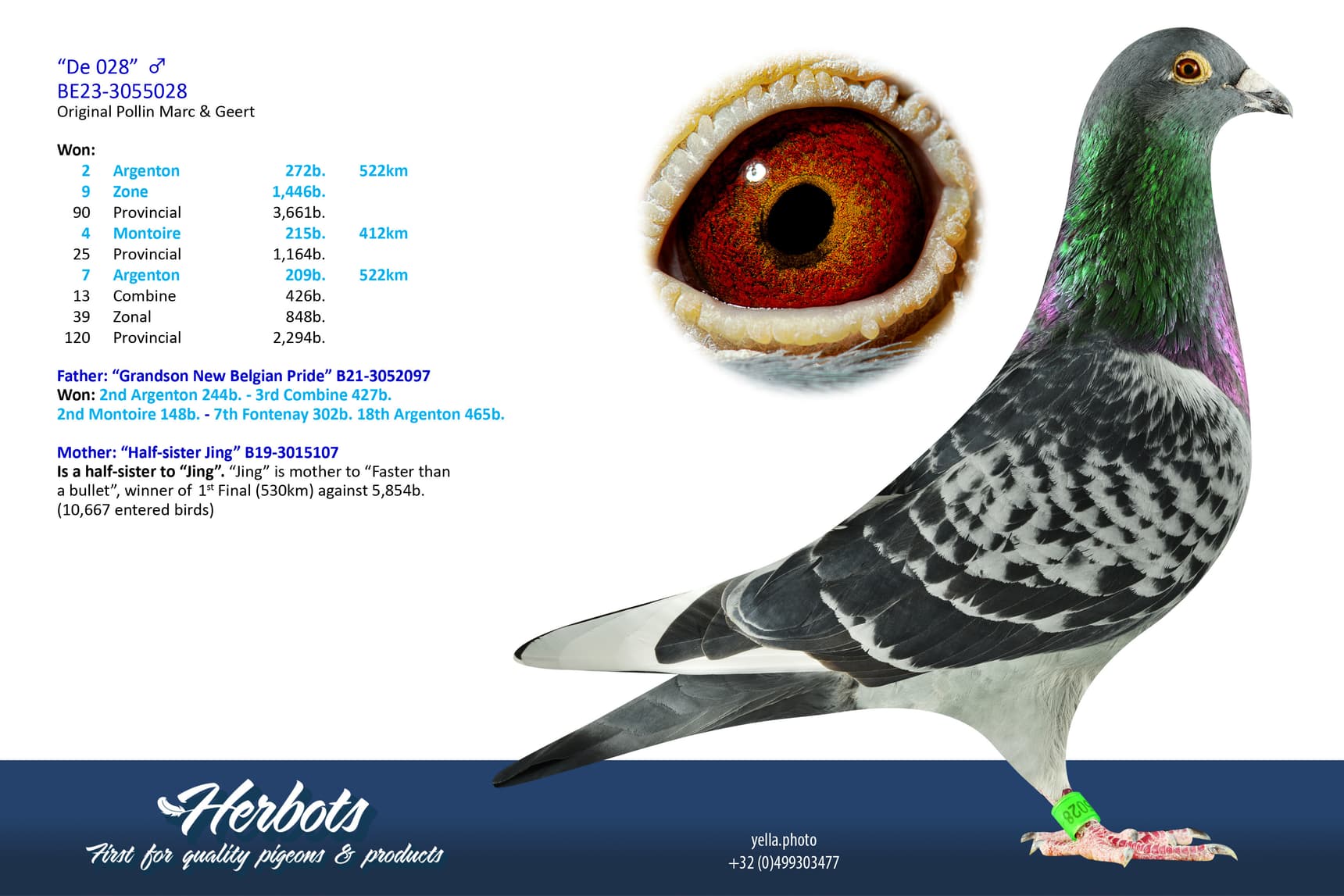 pigeon: undefined
