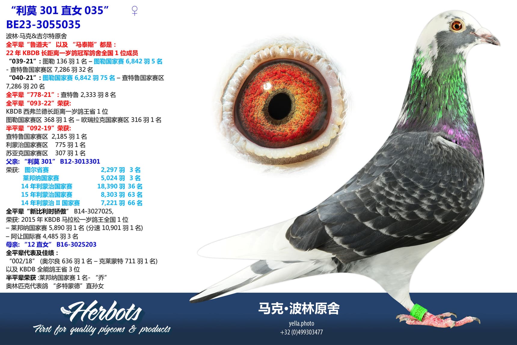 pigeon: undefined