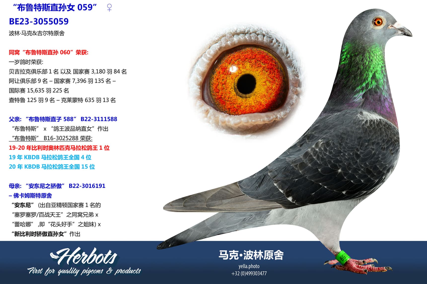 pigeon: undefined
