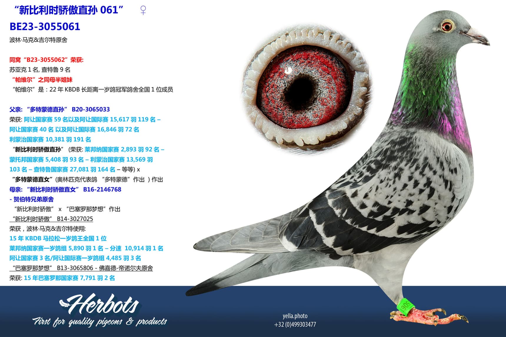 pigeon: undefined