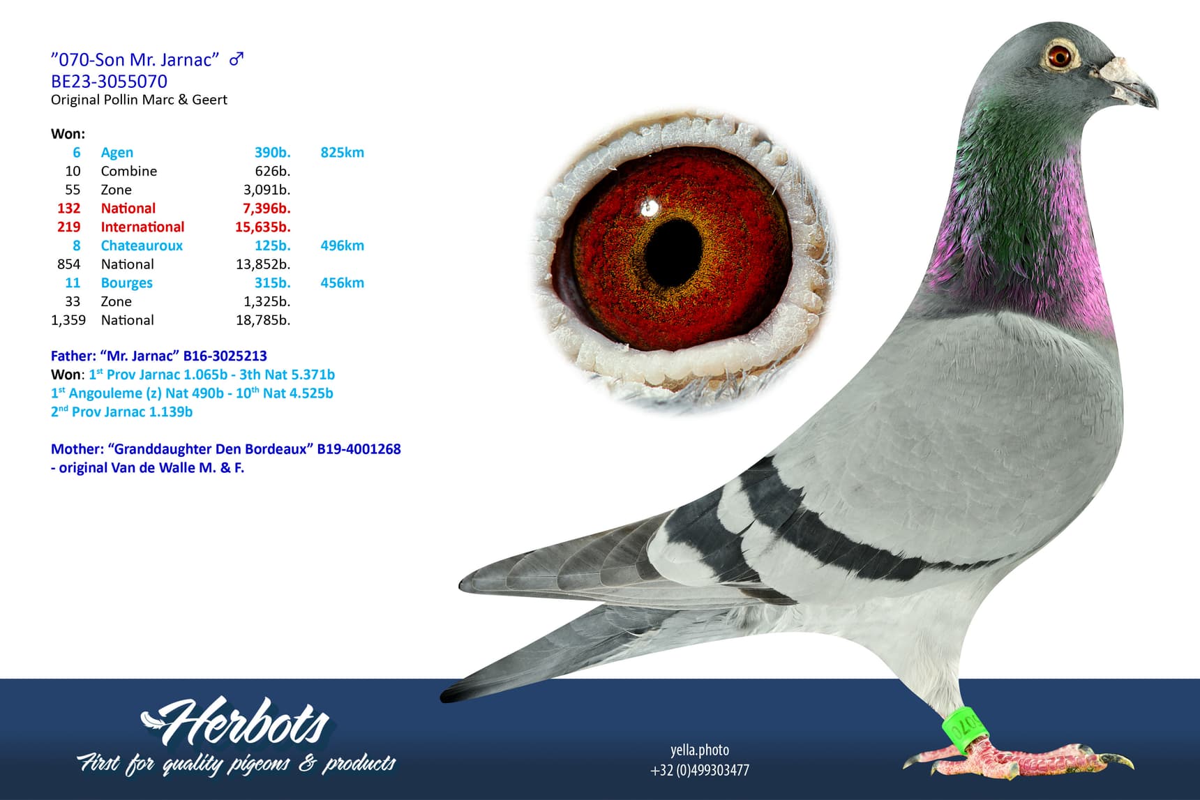 pigeon: undefined