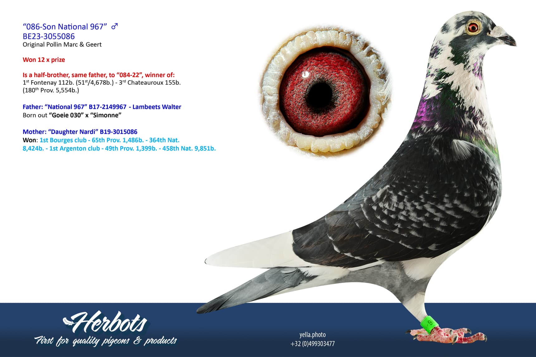 pigeon: undefined