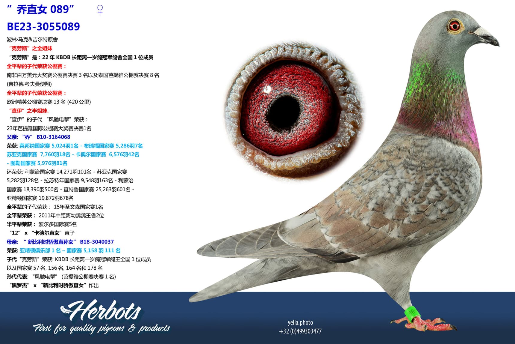 pigeon: undefined