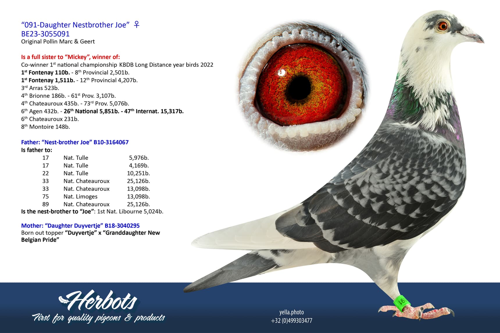 pigeon: undefined