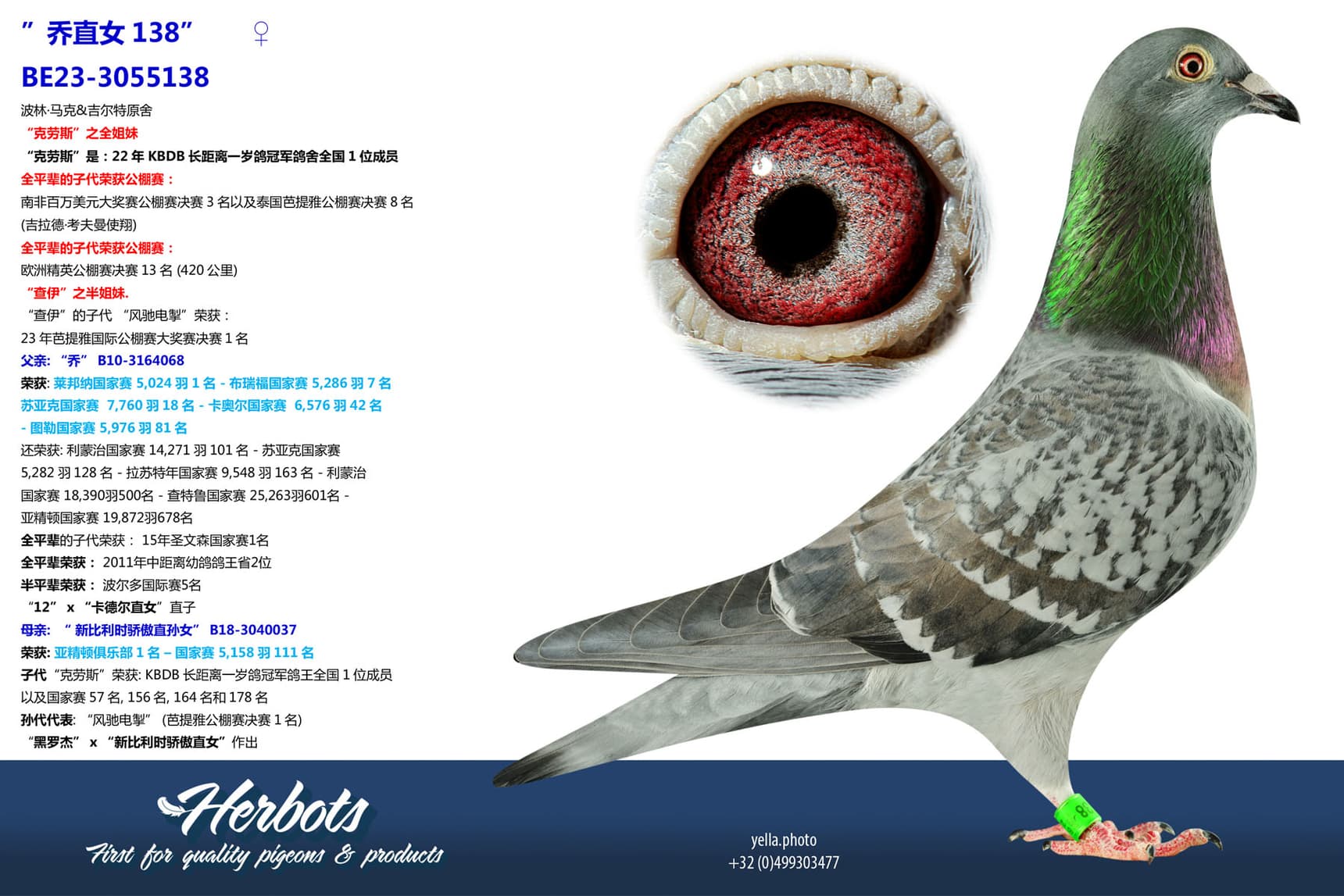 pigeon: undefined