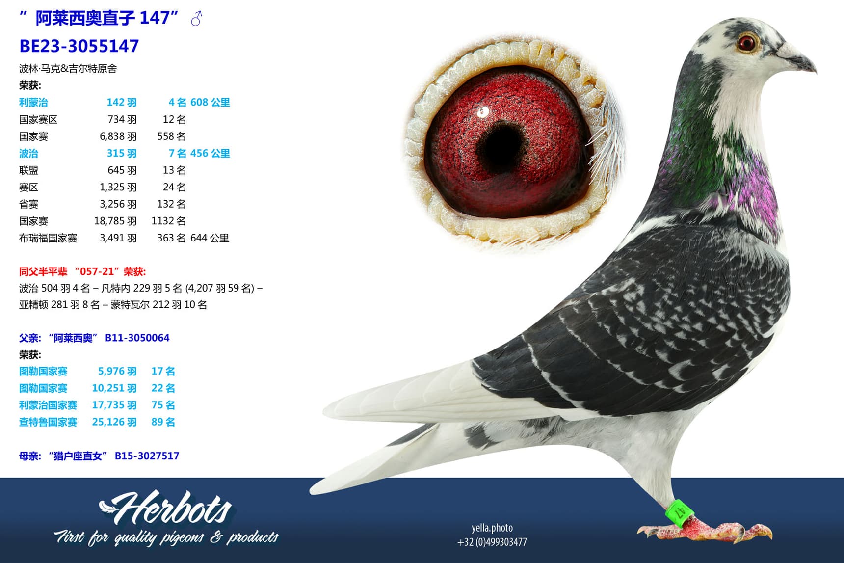 pigeon: undefined