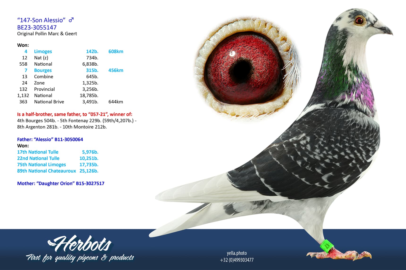 pigeon: undefined