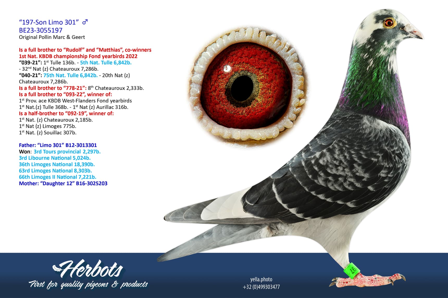 pigeon: undefined