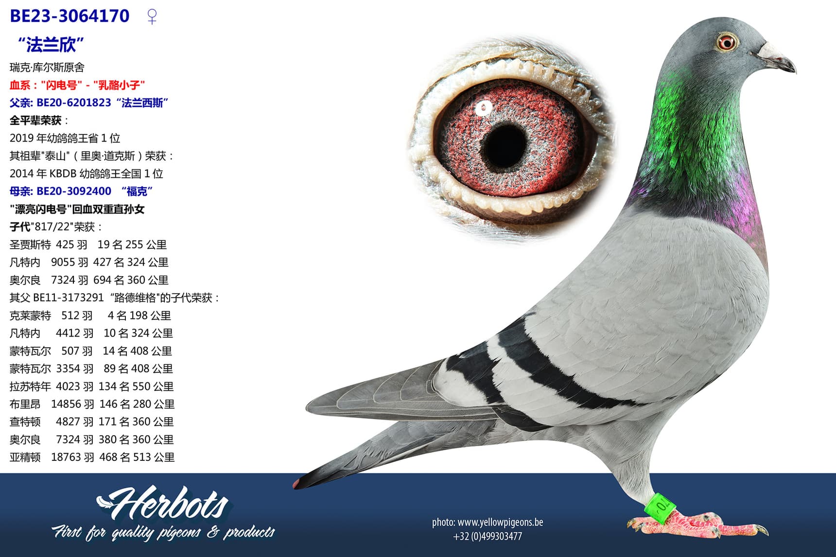 pigeon: undefined
