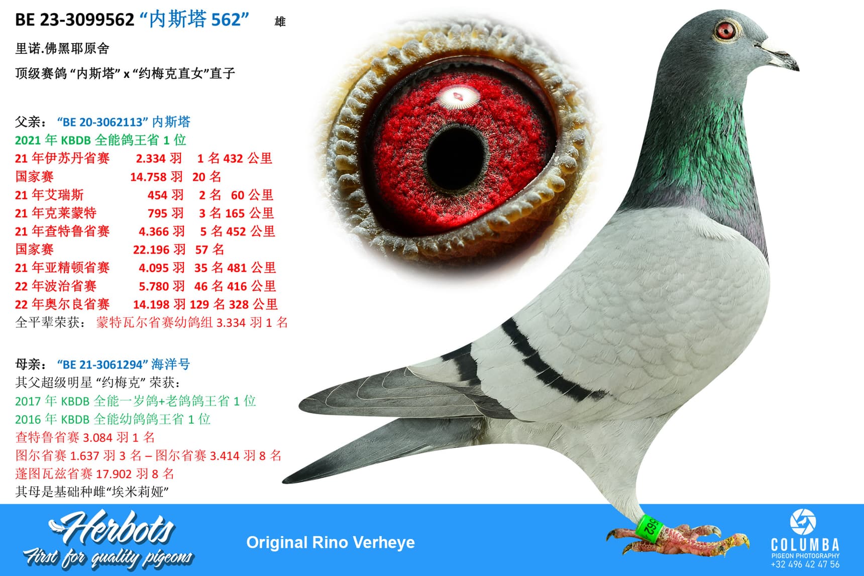 pigeon: “内斯塔 562”