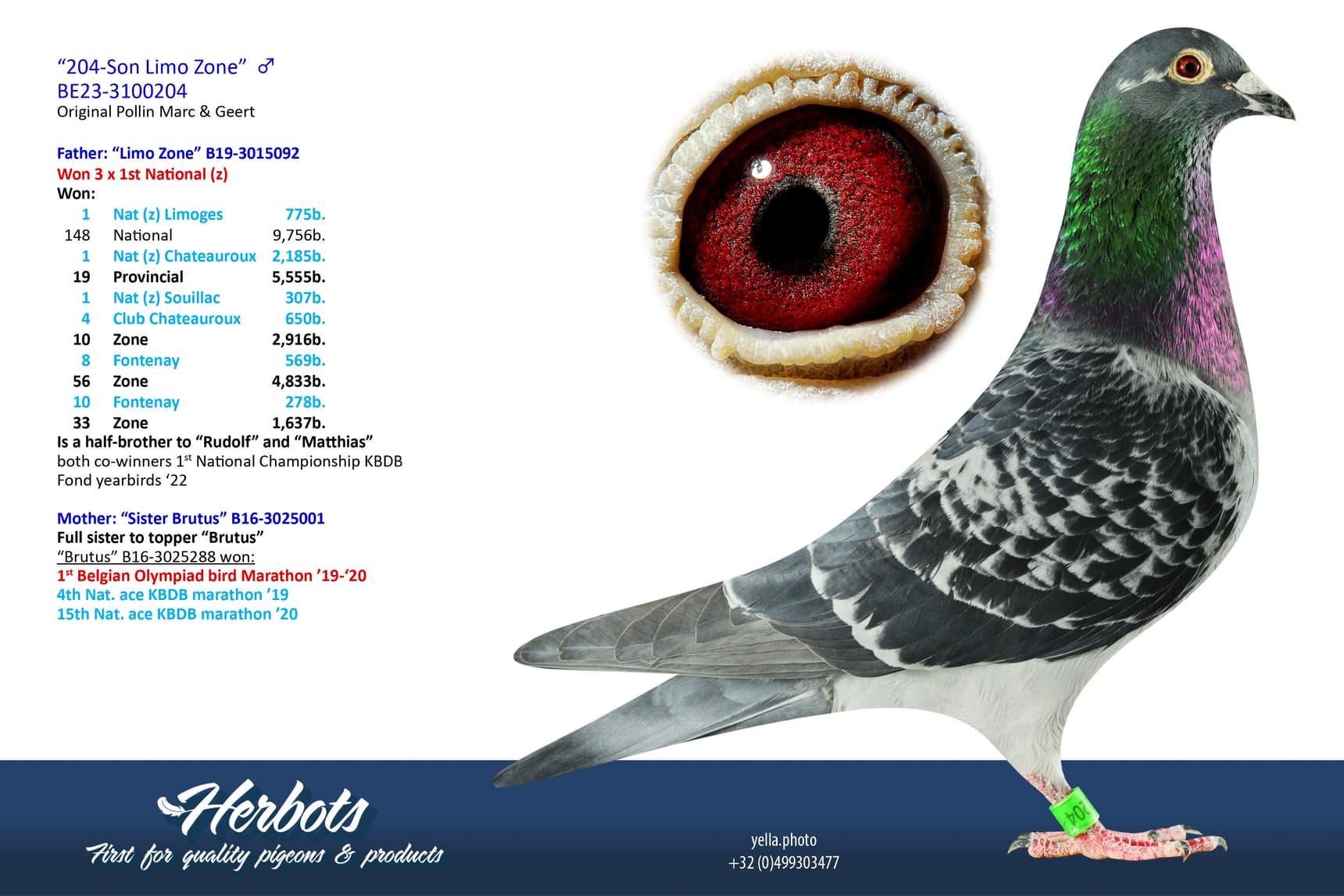 pigeon: undefined