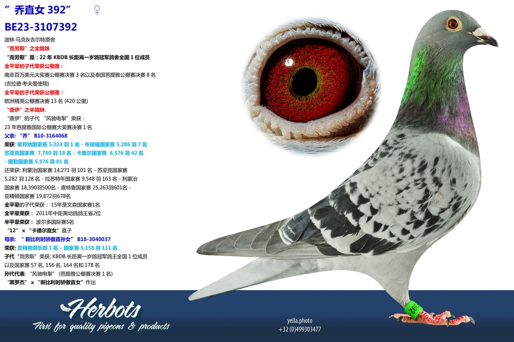 pigeon: undefined