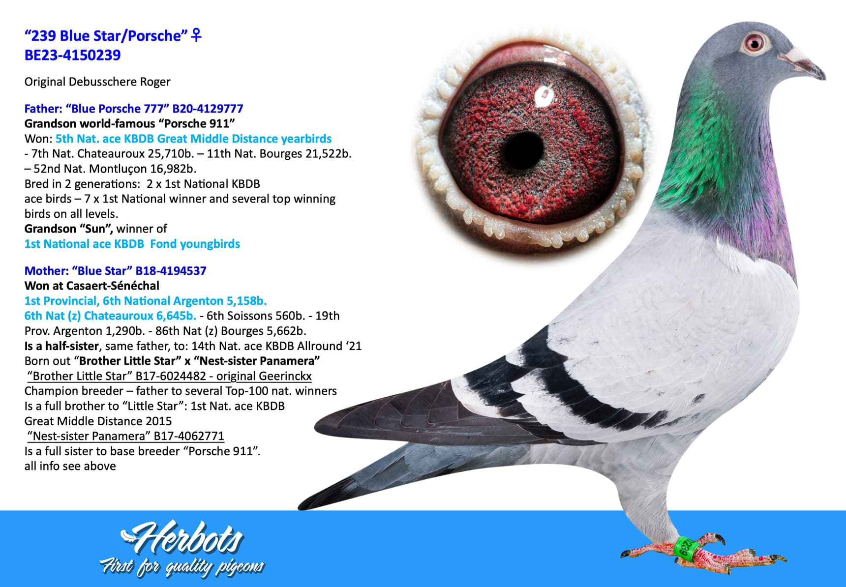 pigeon: “239 Blue Star/Porsche”