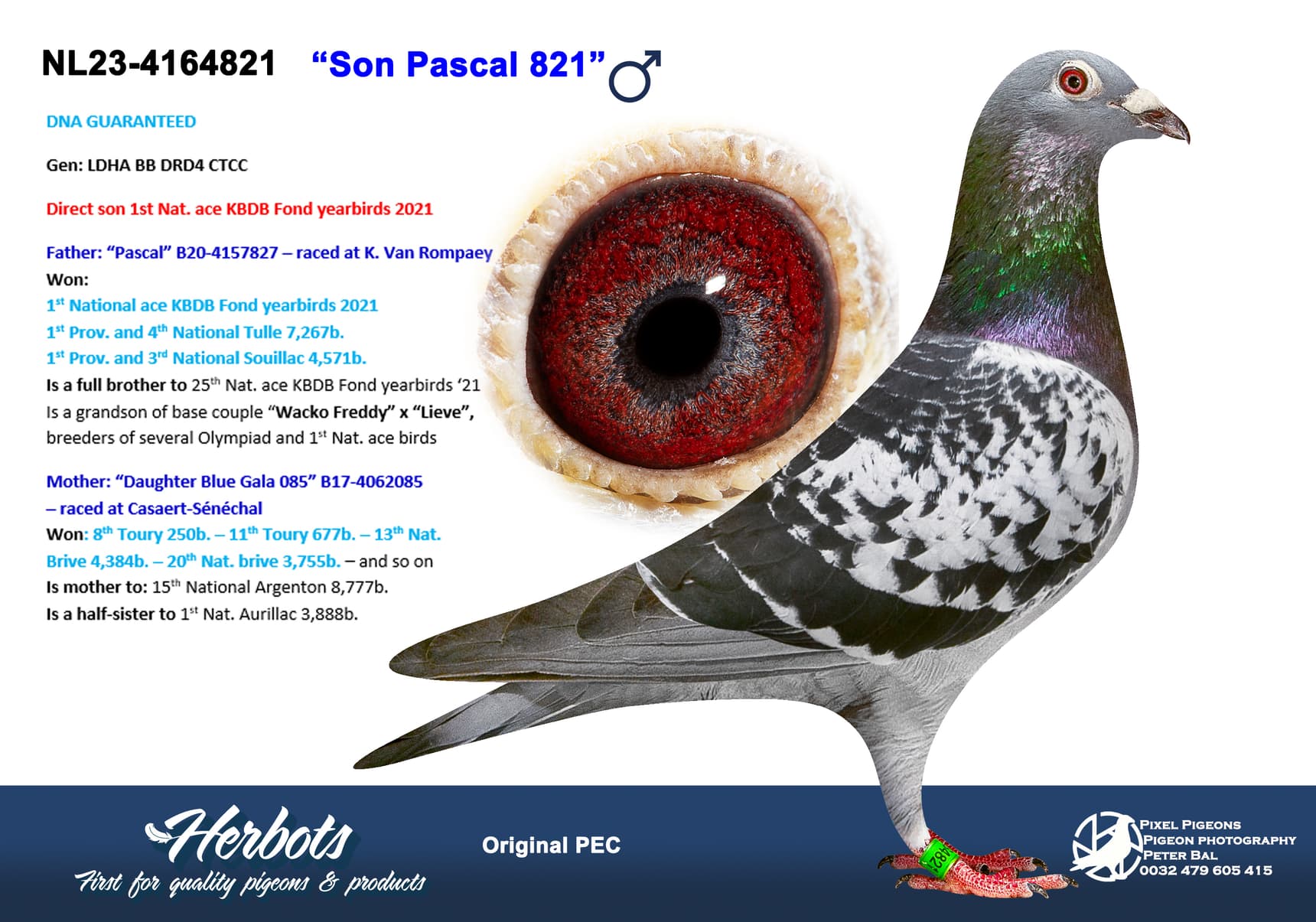 pigeon: undefined