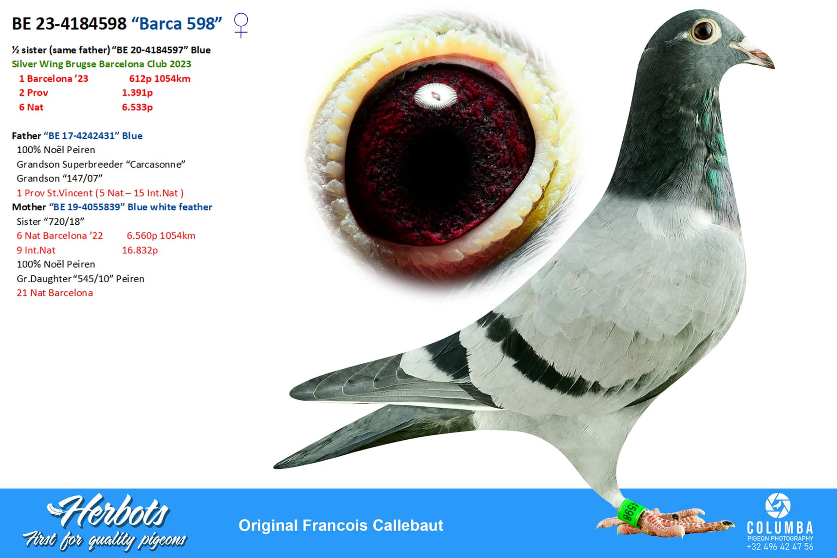 pigeon: “Barca 598”