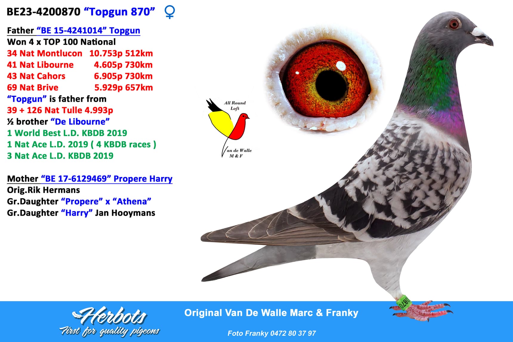 pigeon: “Topgun 870”