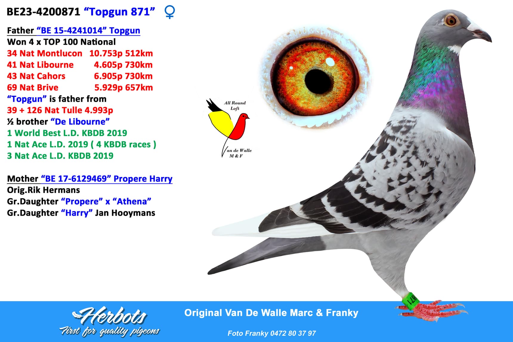 pigeon: “Topgun 871"
