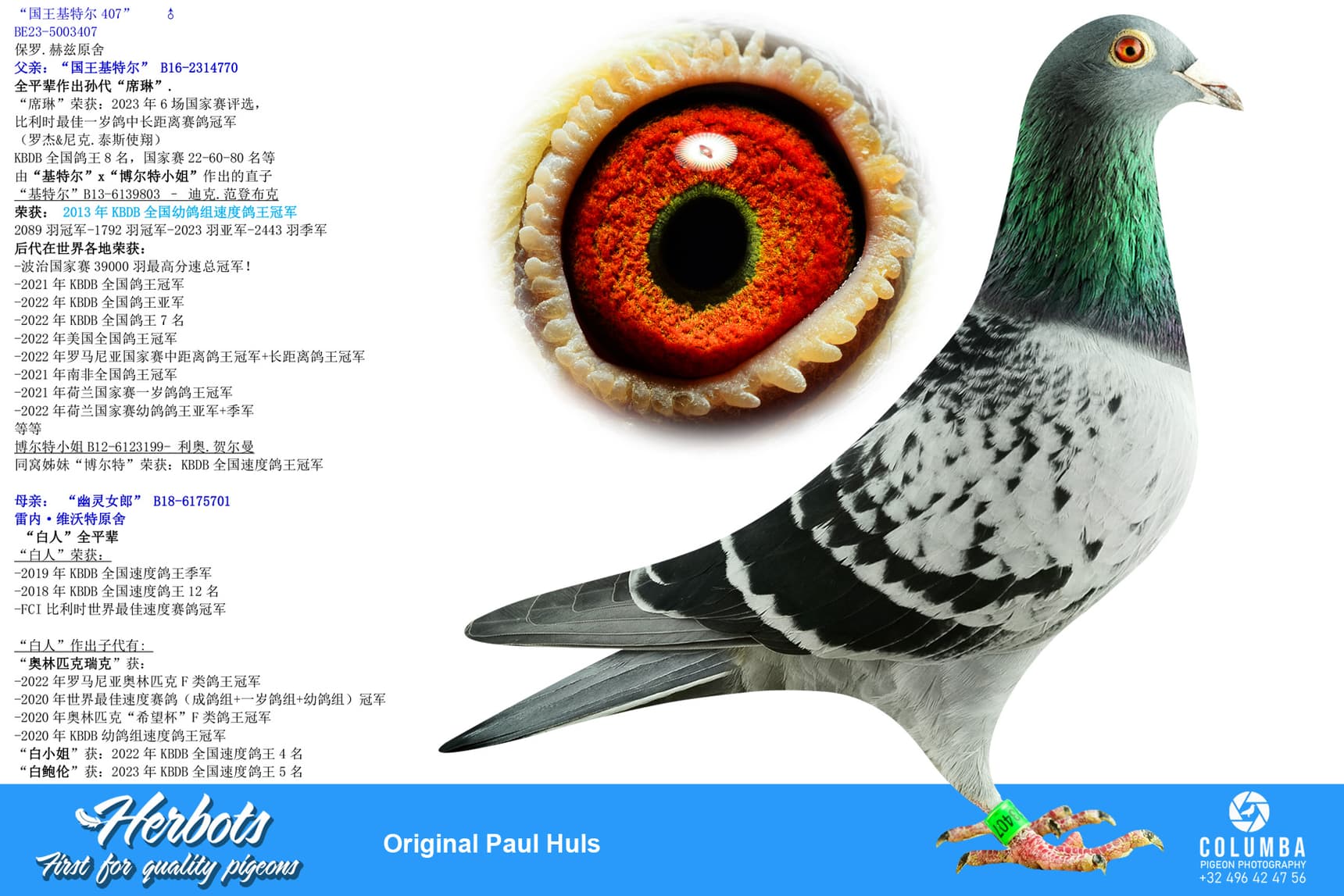 pigeon: undefined