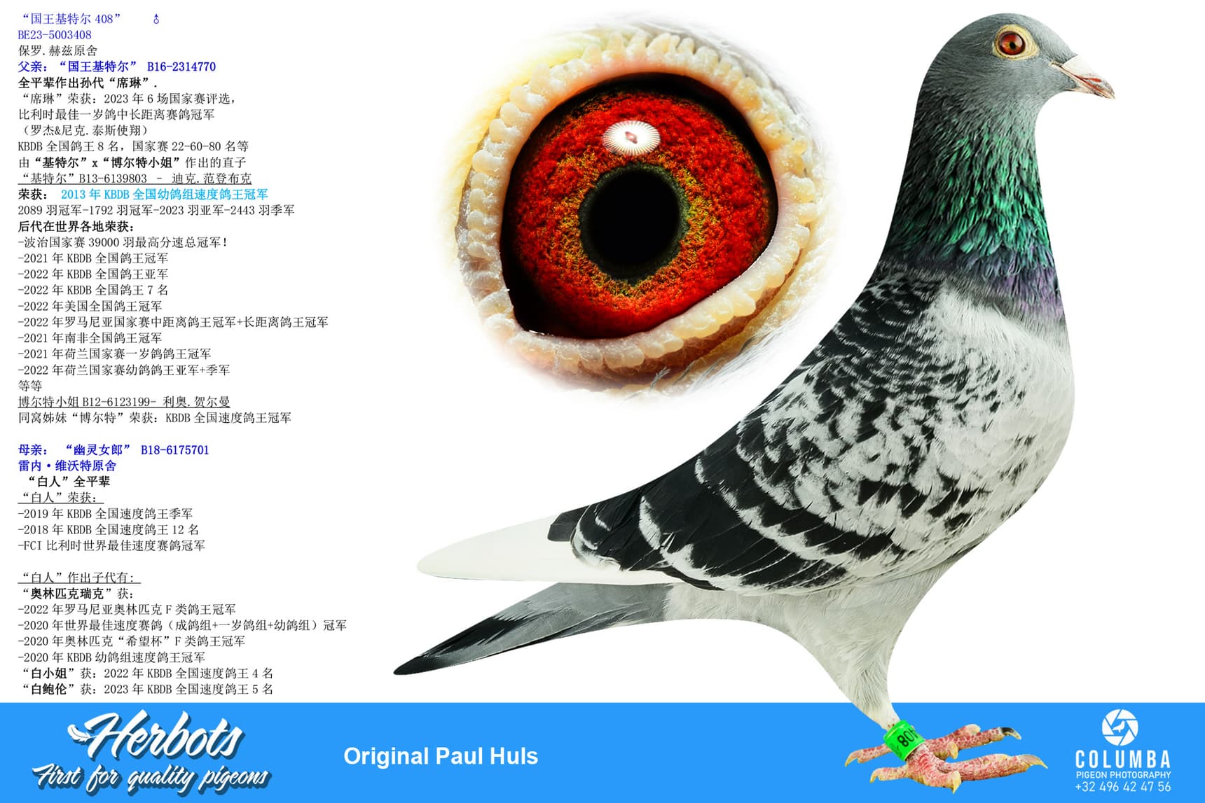 pigeon: undefined