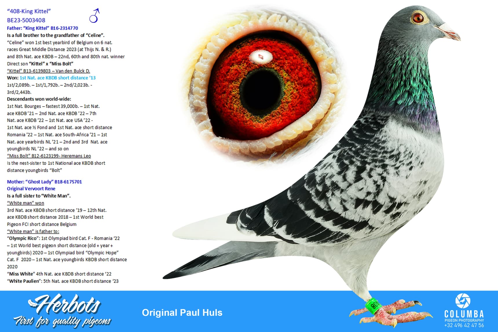 pigeon: “408-King Kittel”