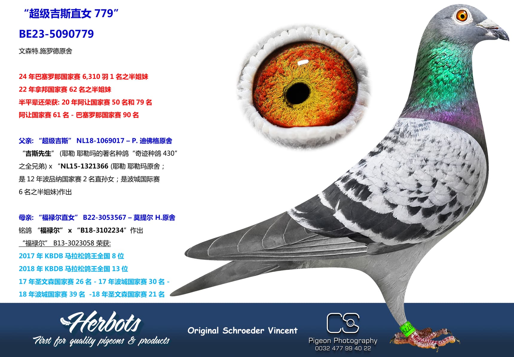 pigeon: “超级吉斯直女779”