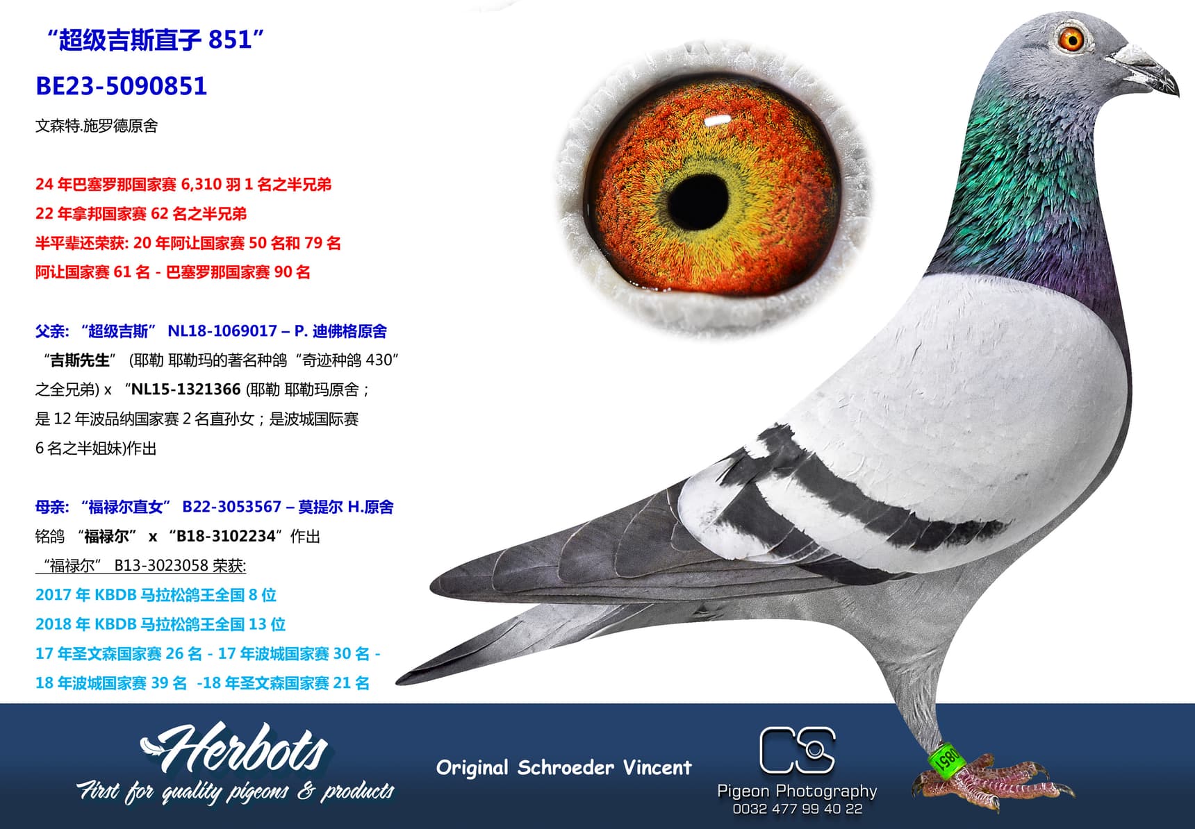 pigeon: “超级吉斯直子851”