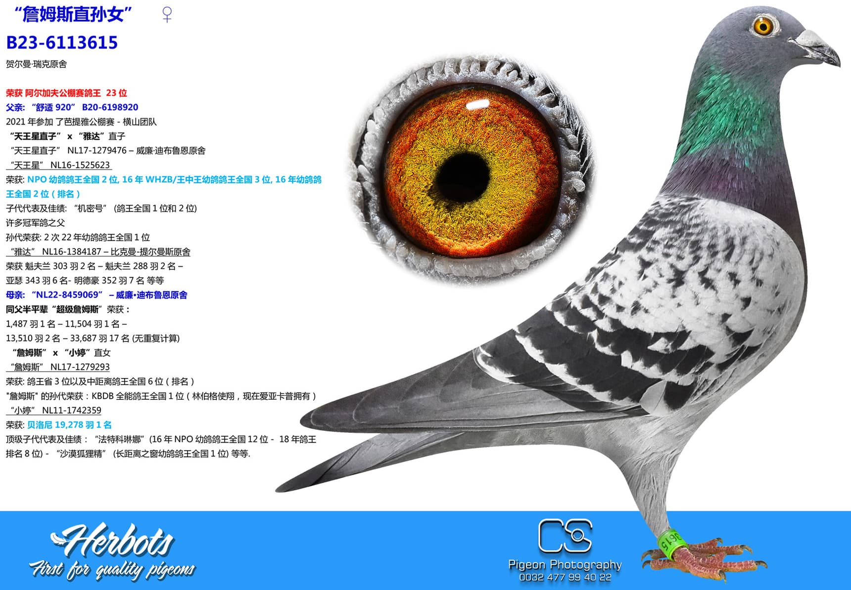 pigeon: “詹姆斯直孙女”