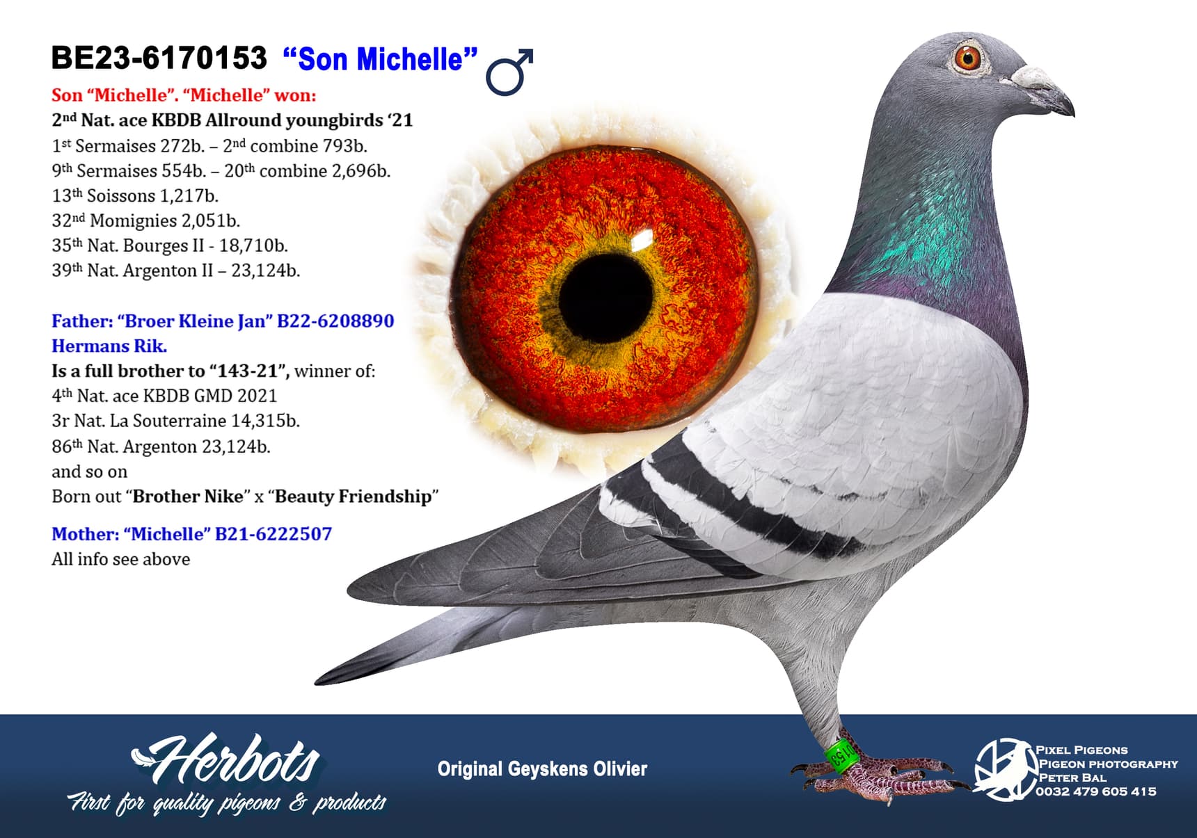 pigeon: undefined