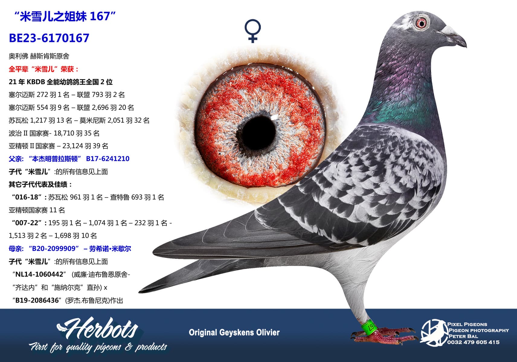 pigeon: undefined
