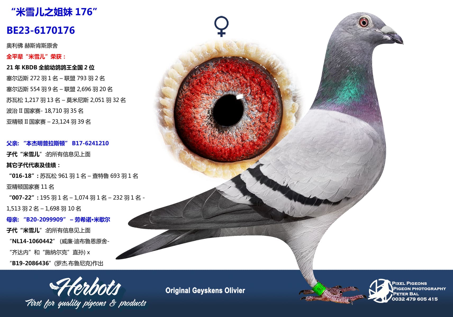 pigeon: undefined