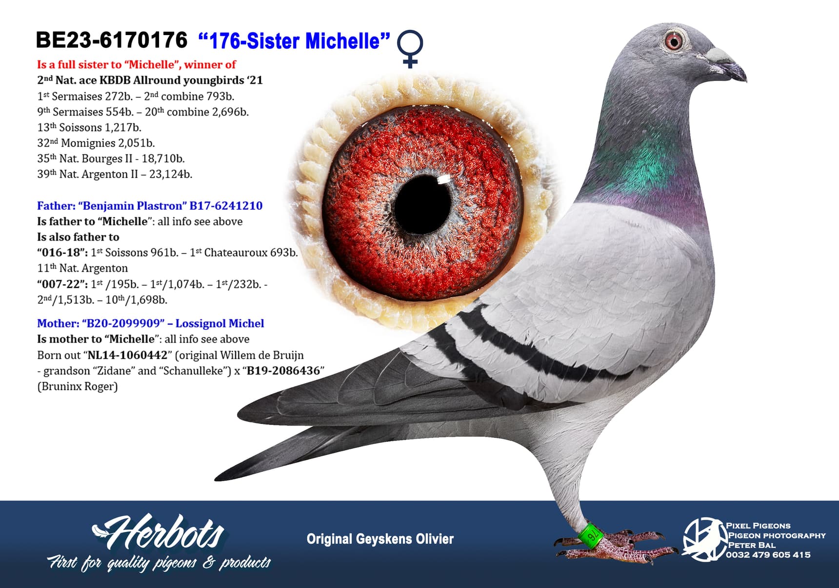 pigeon: undefined