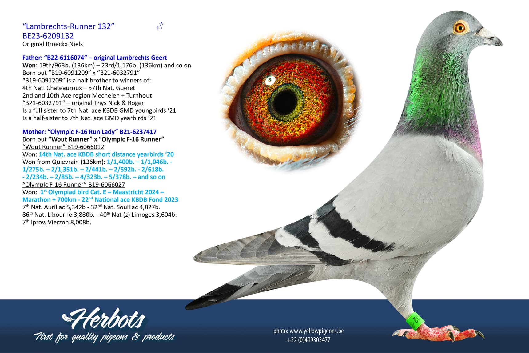 pigeon: “Lambrechts-Runner 132”