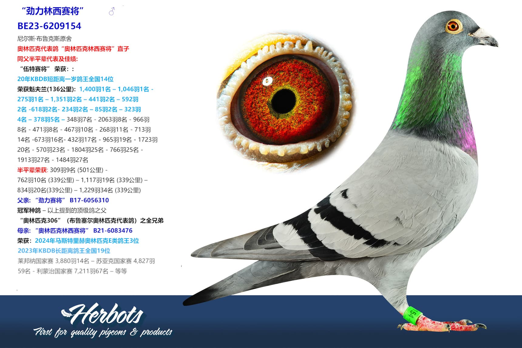 pigeon: “劲力林西赛将”