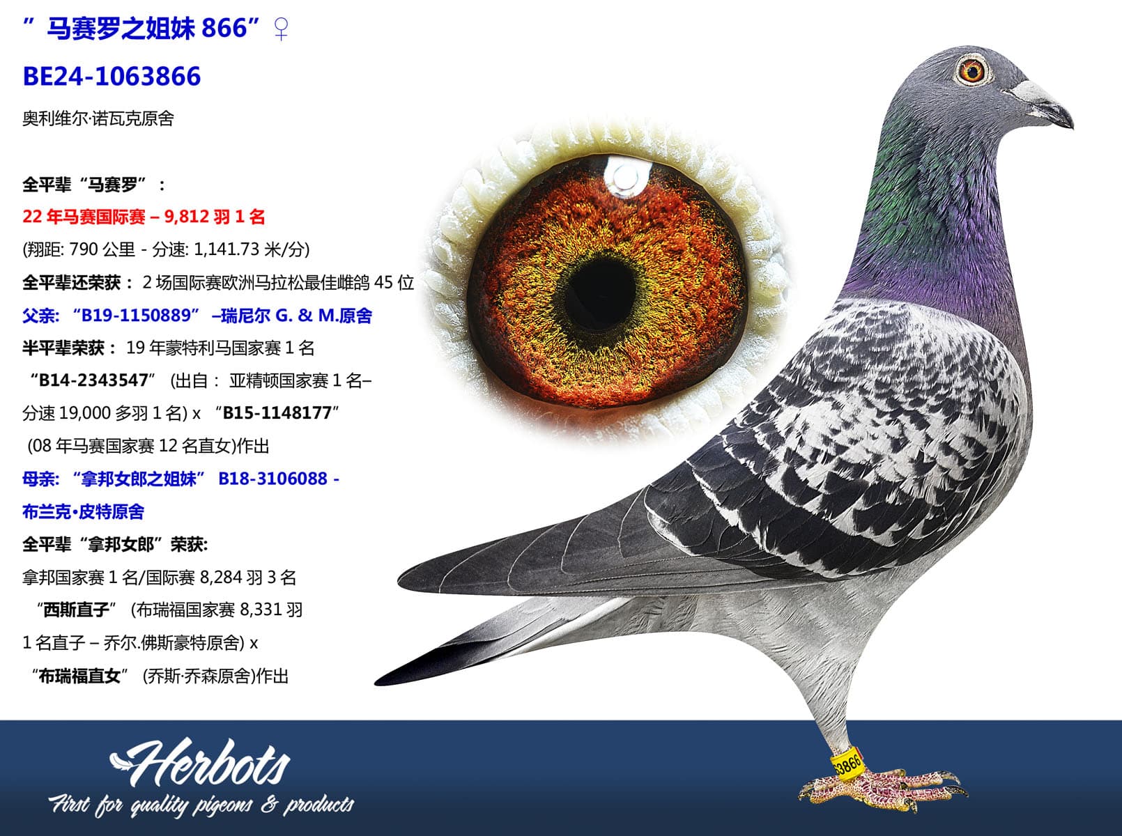 pigeon: undefined