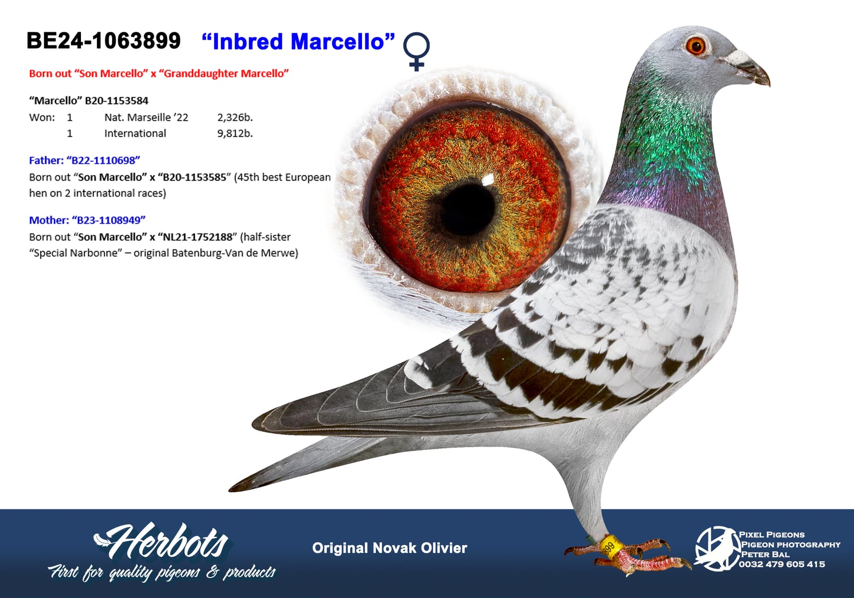 pigeon: undefined