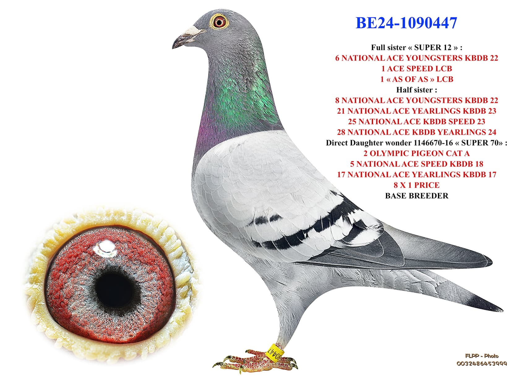 Full sister "SUPER 12"