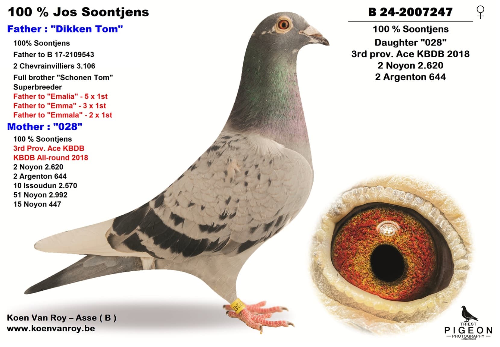 100 % Soontjens Daughter "028"