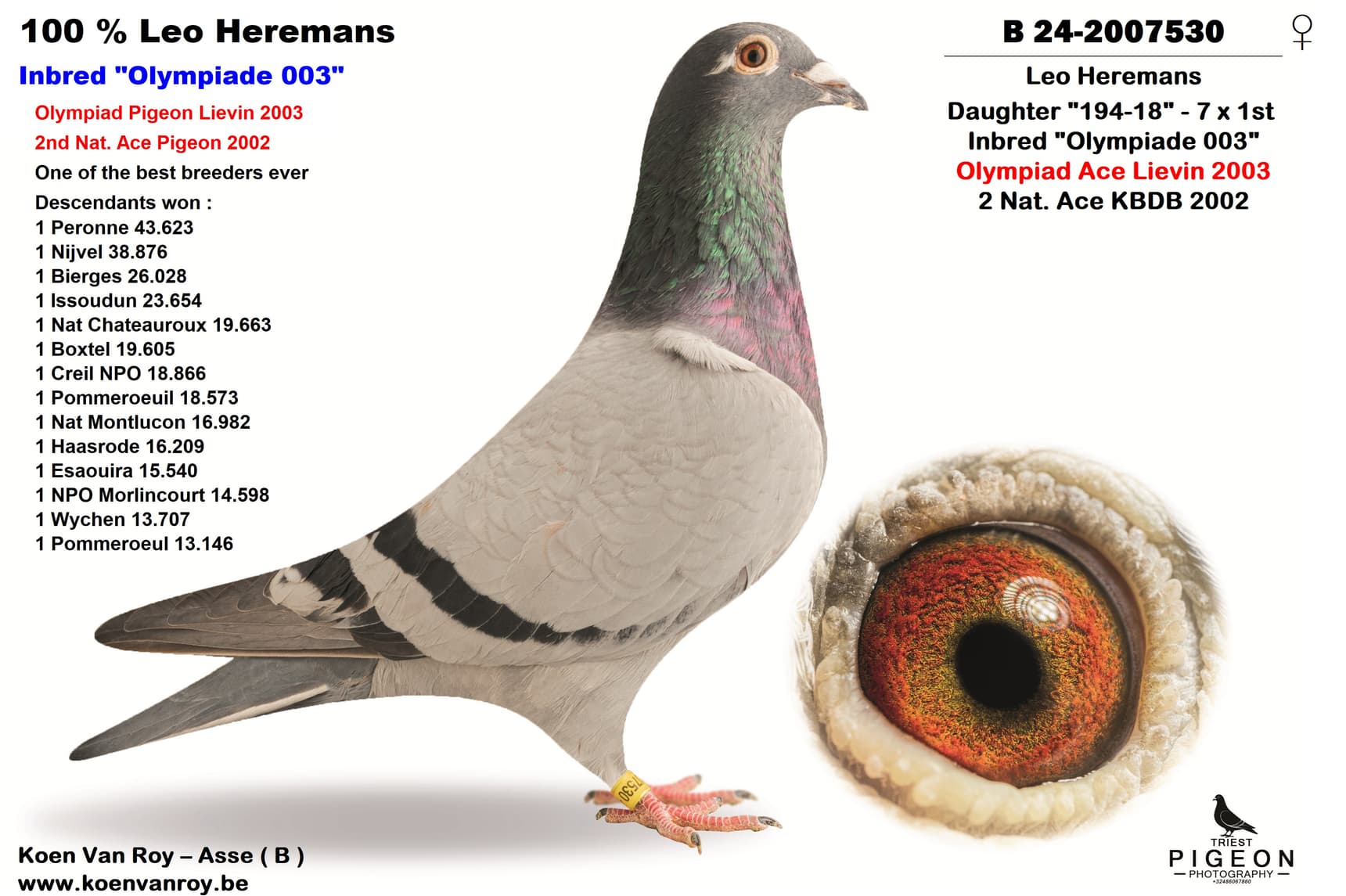 100 % Leo Heremans Inbred "Olympiade 003"