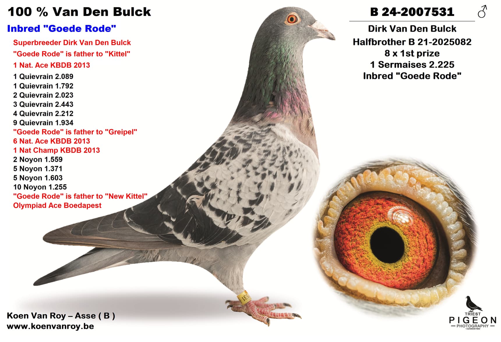 100 % Van Den Bulck Inbred "Goede Rode"