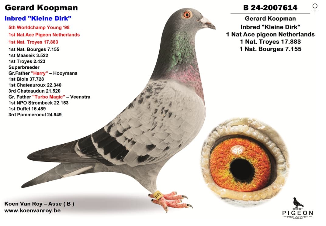 Gerard Koopman Inbred "Kleine Dirk"