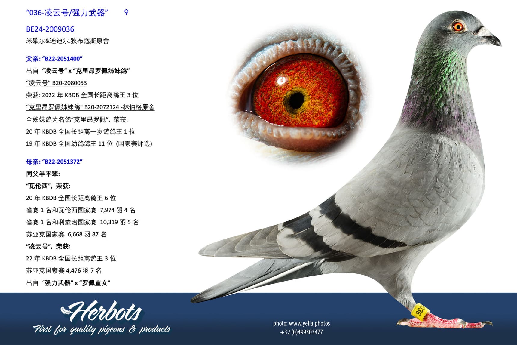 pigeon: undefined