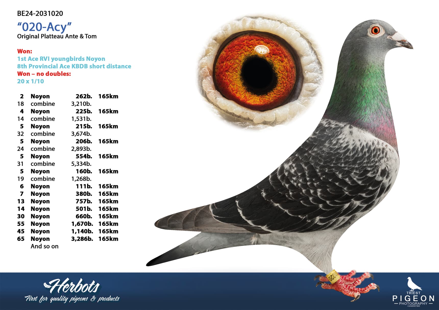 pigeon: undefined